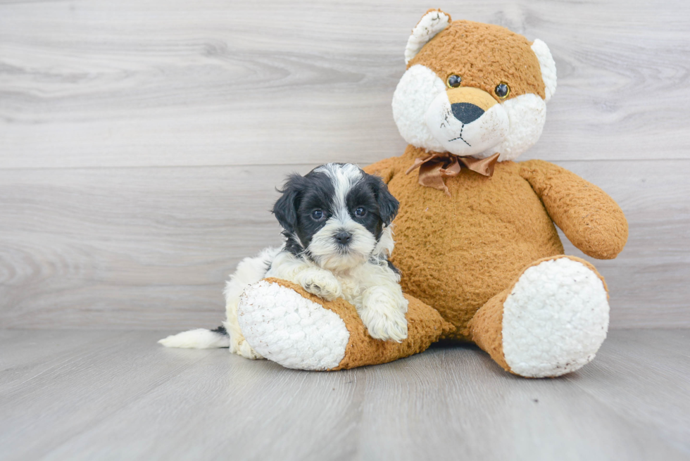 Shih Poo Puppy for Adoption