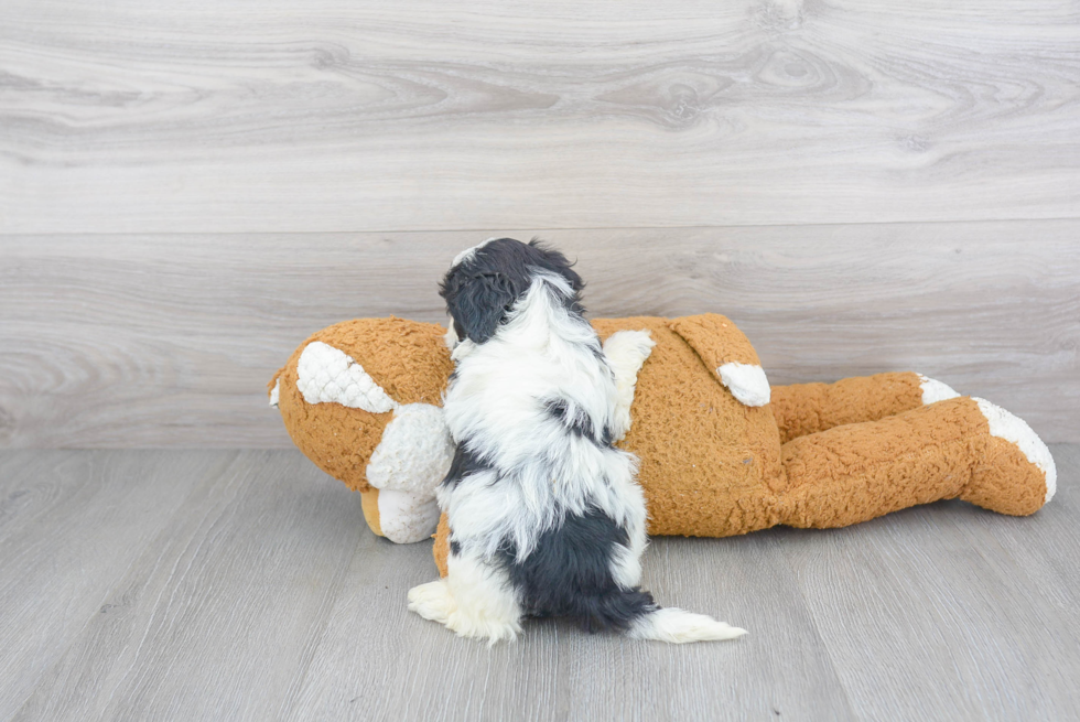 Best Shih Poo Baby