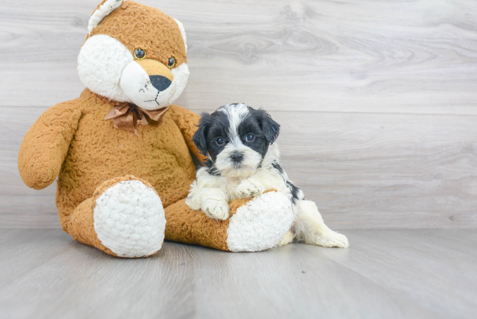 Friendly Shih Poo Baby