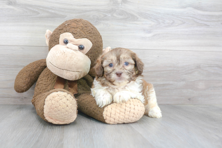 Popular Shih Poo Poodle Mix Pup