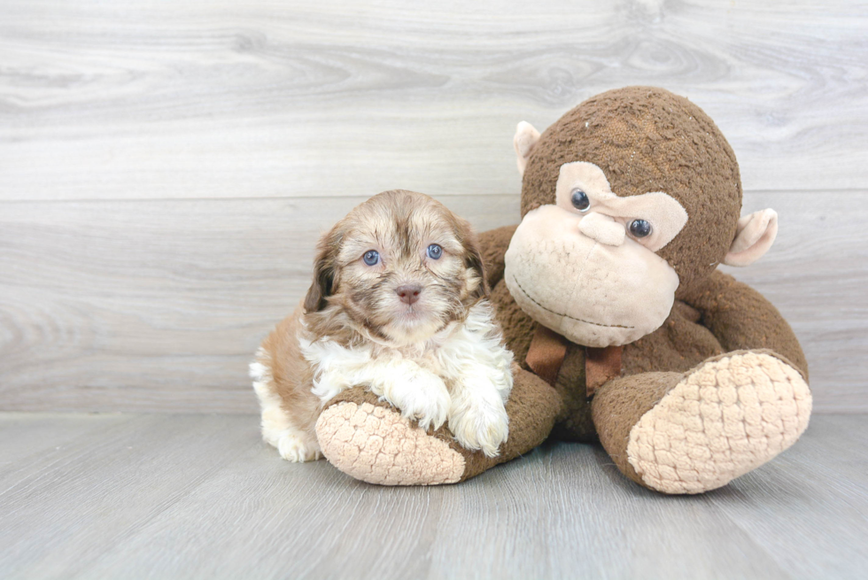 Shih Poo Pup Being Cute