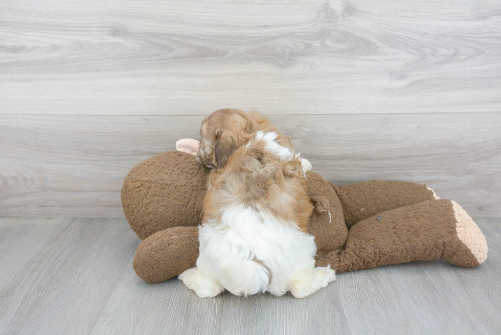 Best Shih Poo Baby