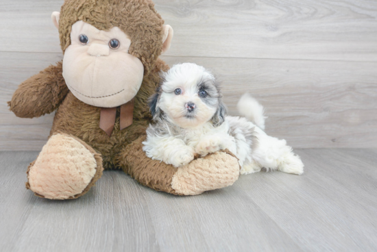 Shih Poo Pup Being Cute