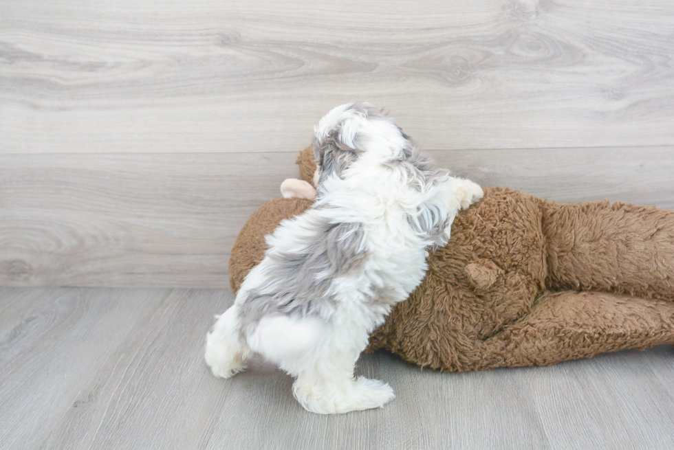 Best Shih Poo Baby