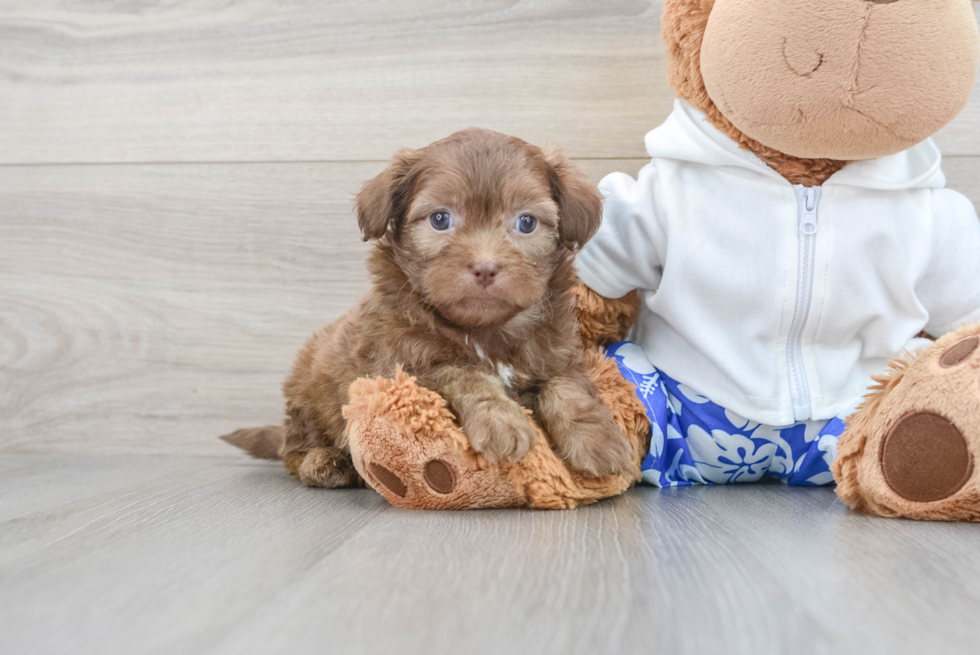 Cute Shih Poo Baby