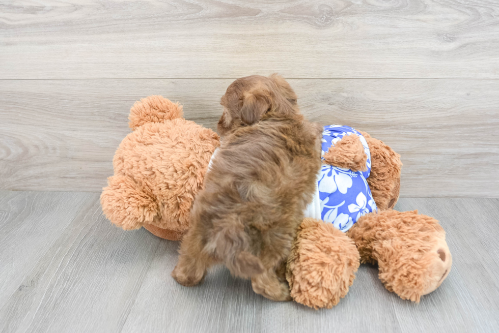 Popular Shih Poo Poodle Mix Pup