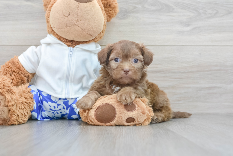 Energetic Shihpoo Poodle Mix Puppy