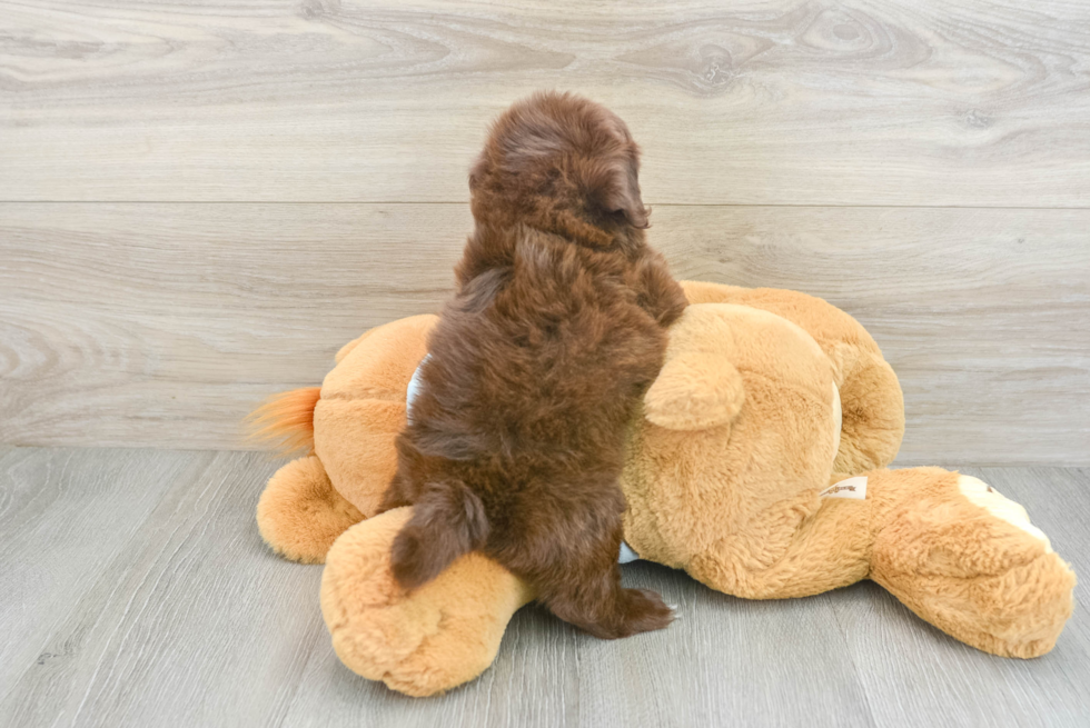 Playful Shihpoo Poodle Mix Puppy