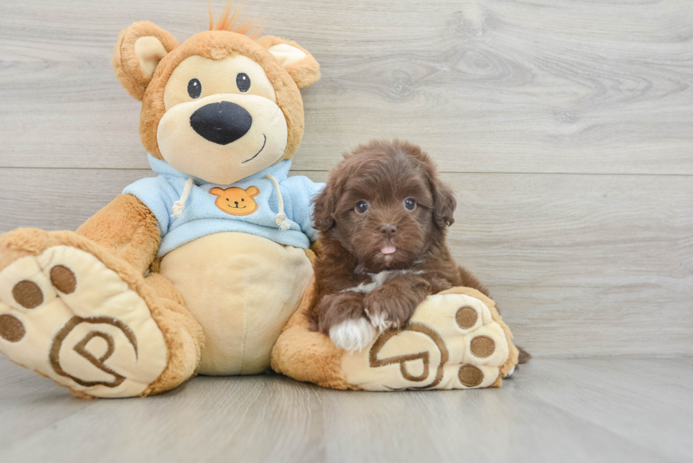 Popular Shih Poo Poodle Mix Pup