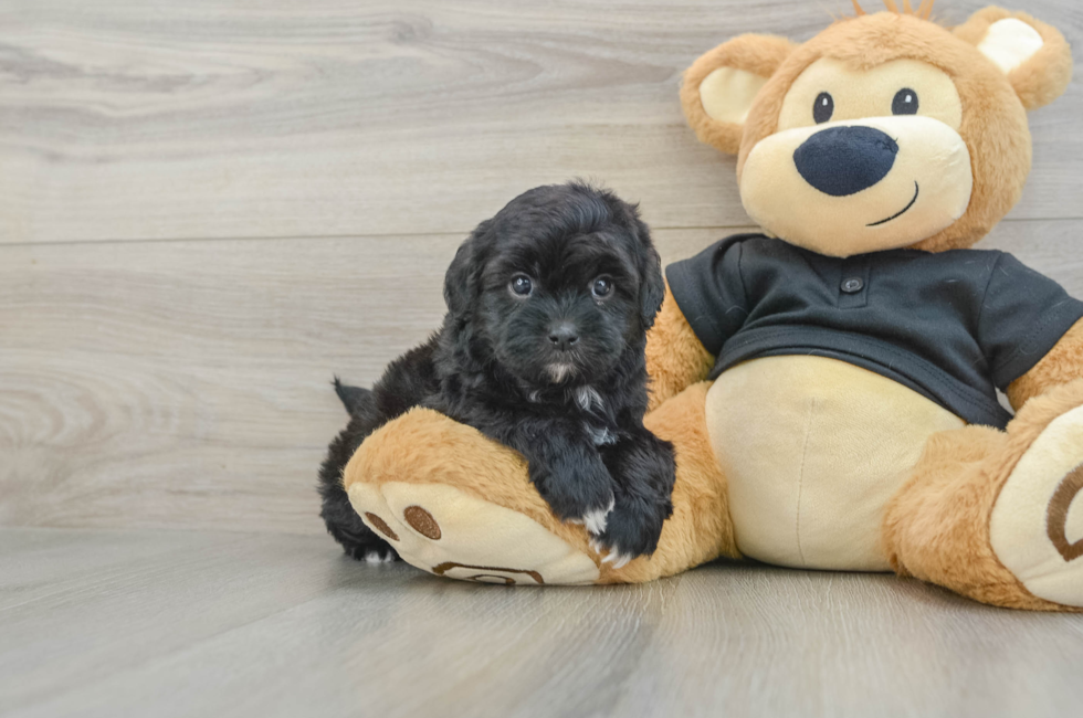 5 week old Shih Poo Puppy For Sale - Premier Pups