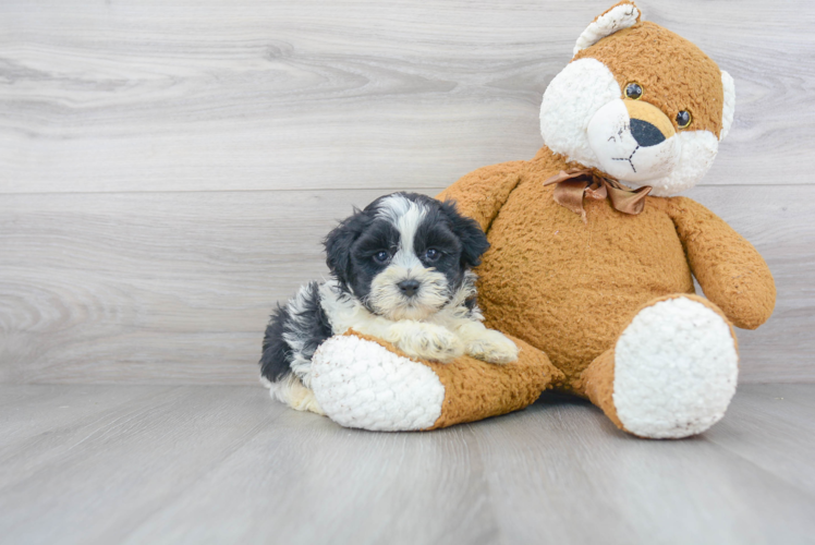 Energetic Shihpoo Poodle Mix Puppy