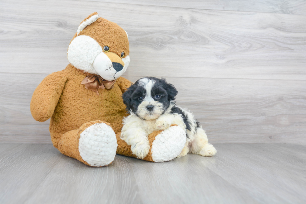 Shih Poo Pup Being Cute