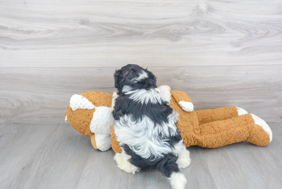 Shih Poo Pup Being Cute