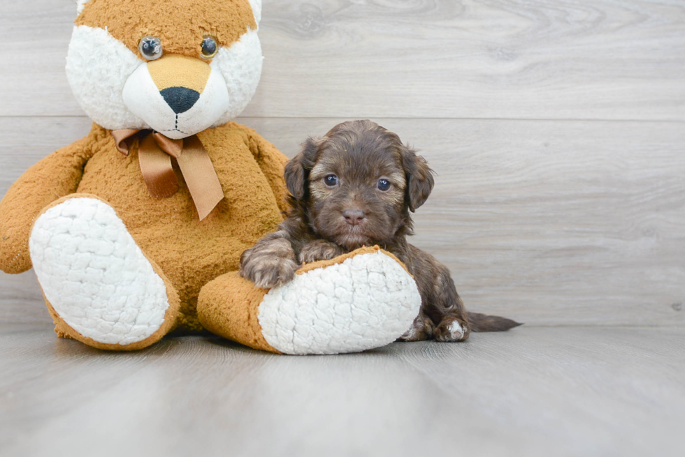 Smart Shih Poo Poodle Mix Pup