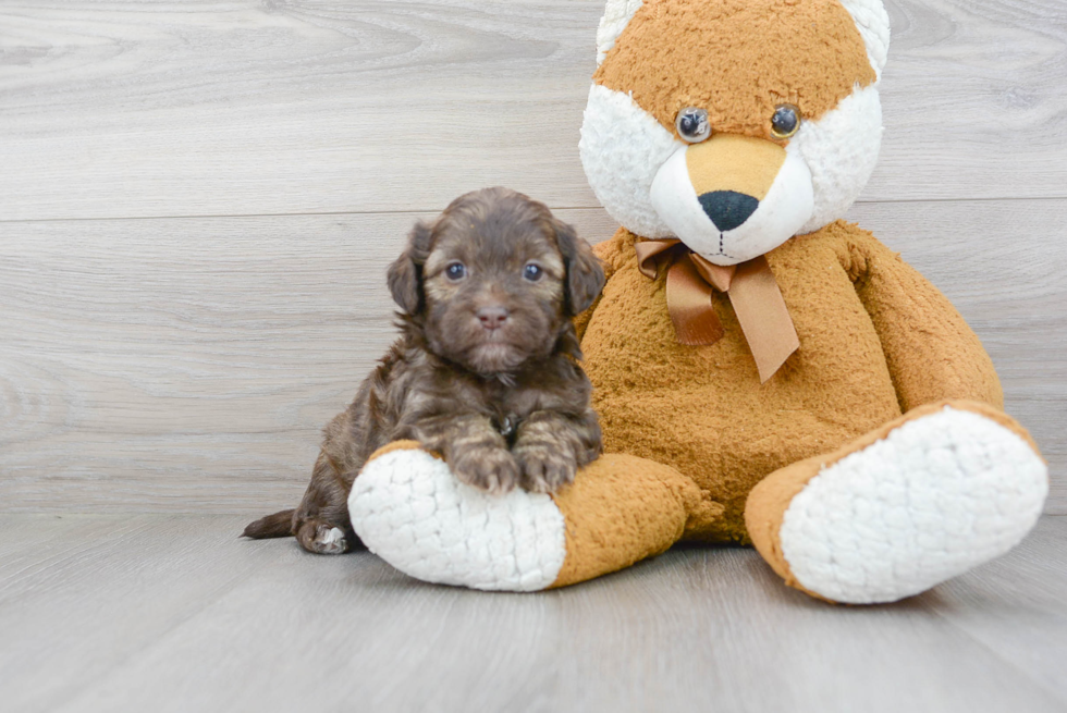 Petite Shih Poo Poodle Mix Pup