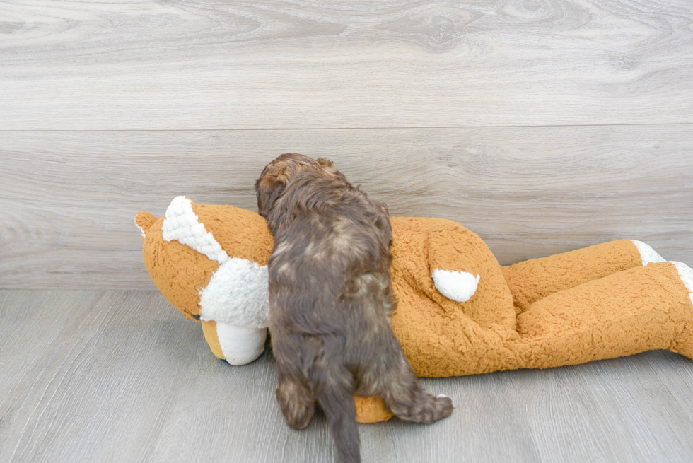 Friendly Shih Poo Baby