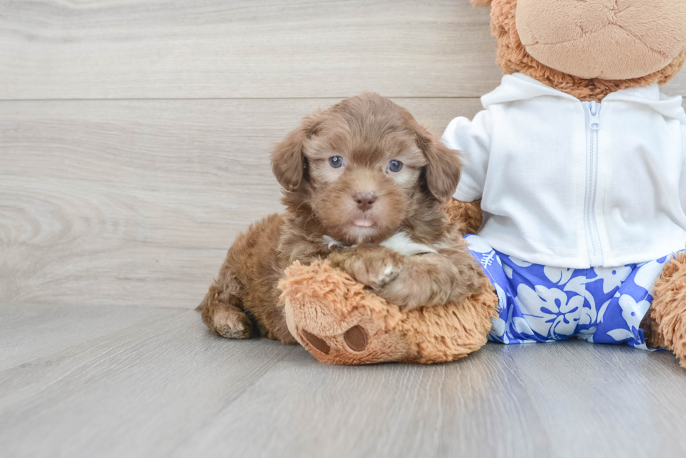 Shih Poo Puppy for Adoption