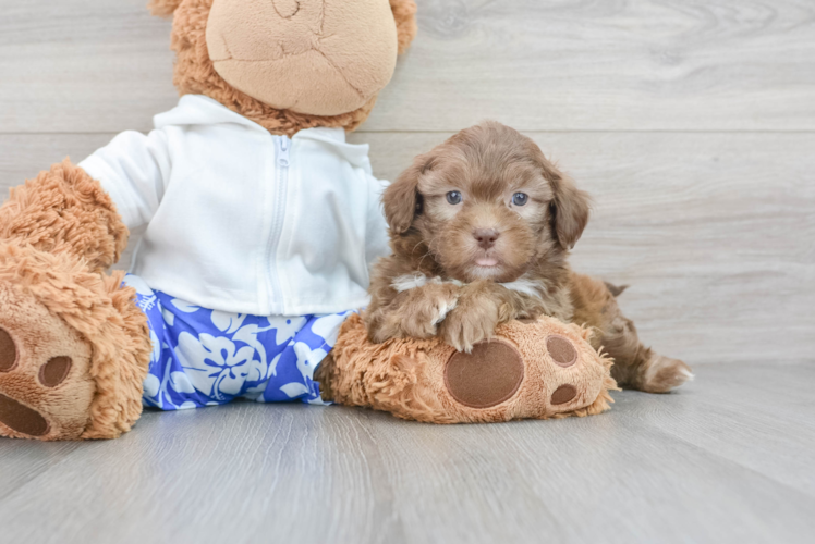 Adorable Shihpoo Poodle Mix Puppy