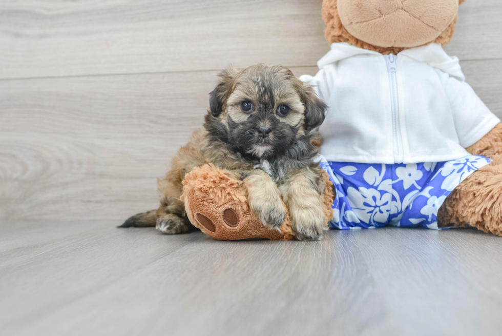 Happy Shih Poo Baby