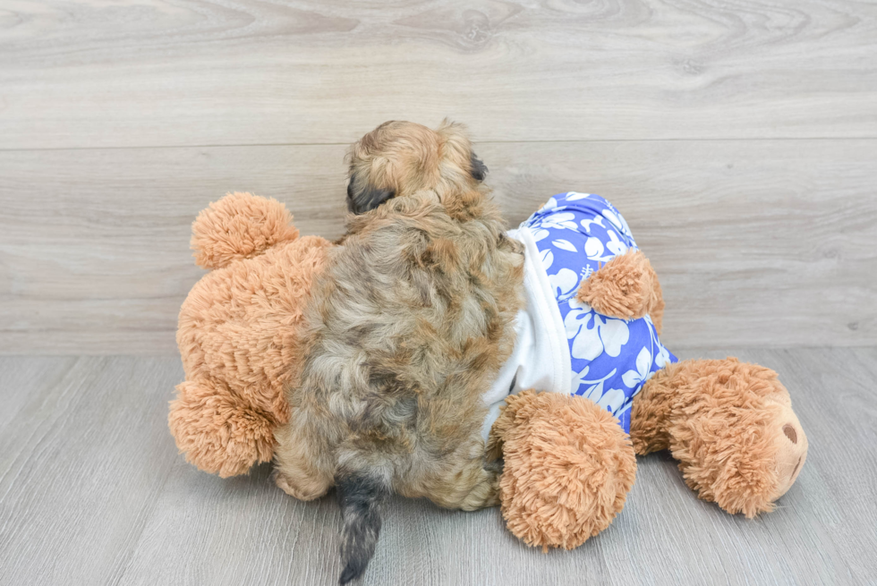 Funny Shih Poo Poodle Mix Pup