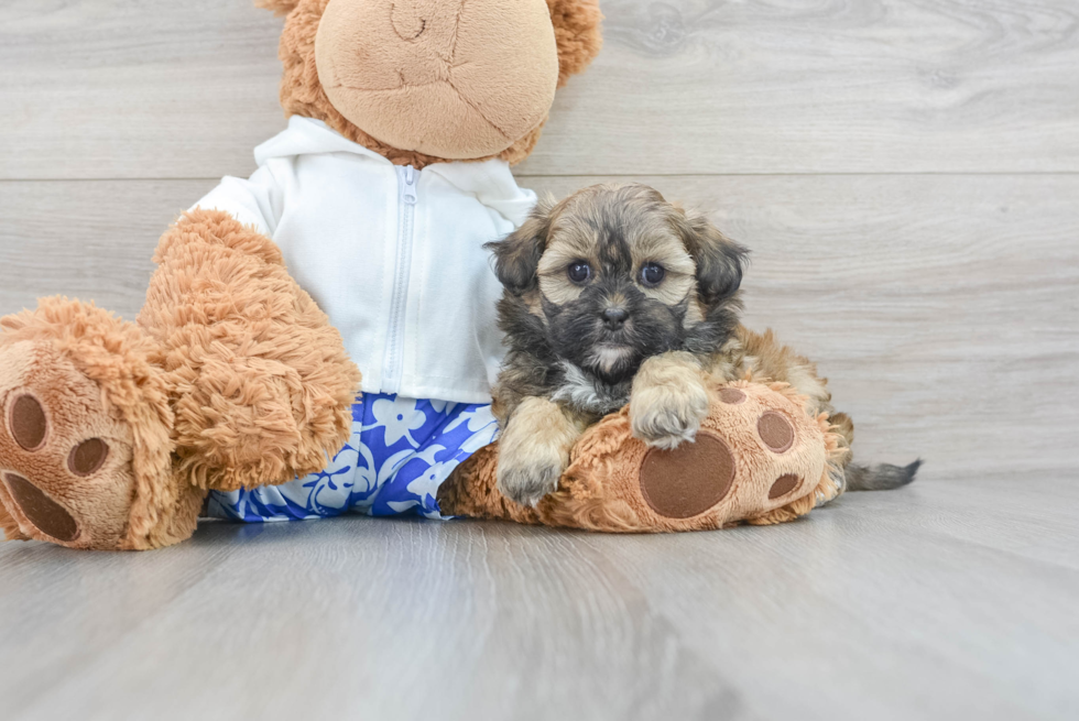 Playful Shih Poo Poodle Mix Puppy