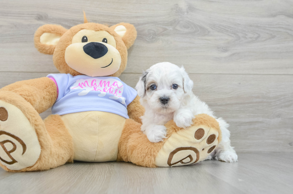 6 week old Shih Poo Puppy For Sale - Premier Pups