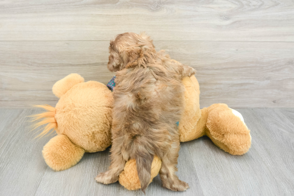 Shih Poo Pup Being Cute