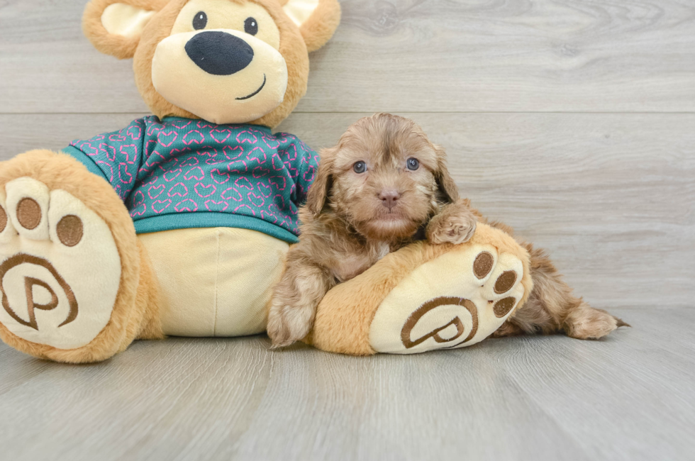 6 week old Shih Poo Puppy For Sale - Premier Pups