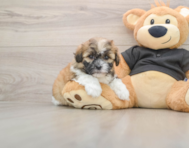 5 week old Shih Poo Puppy For Sale - Premier Pups