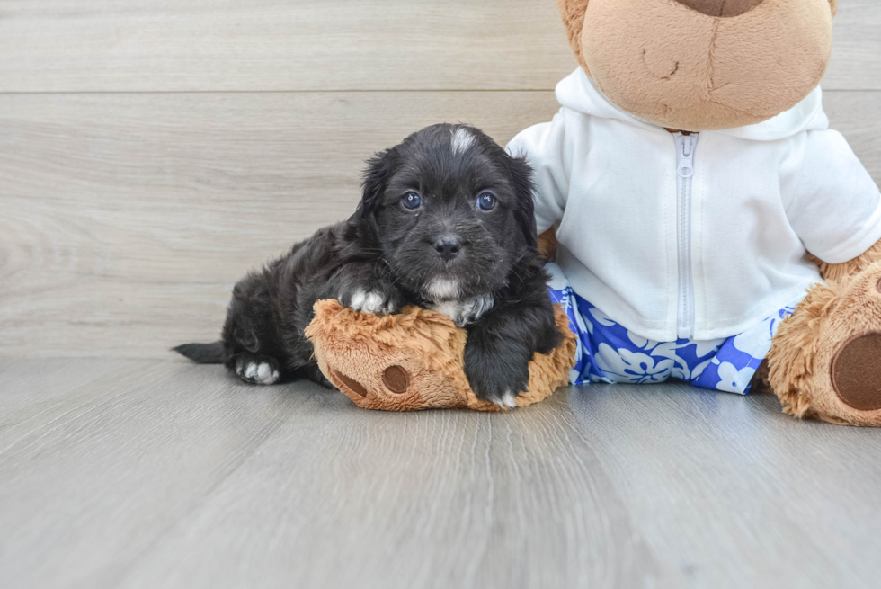 Best Shih Poo Baby