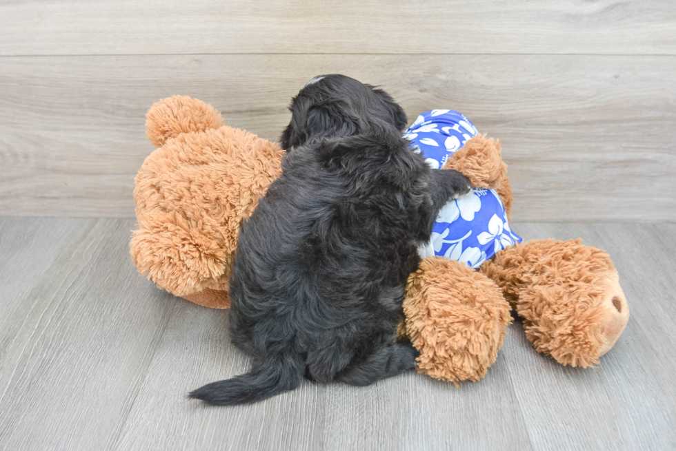 Shih Poo Pup Being Cute