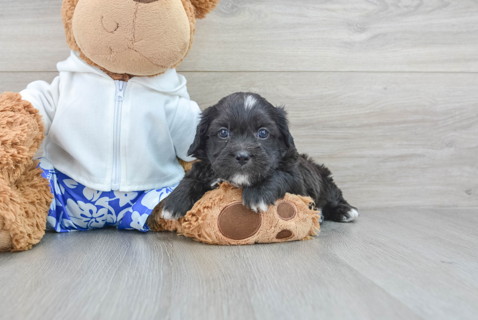 Shih Poo Puppy for Adoption