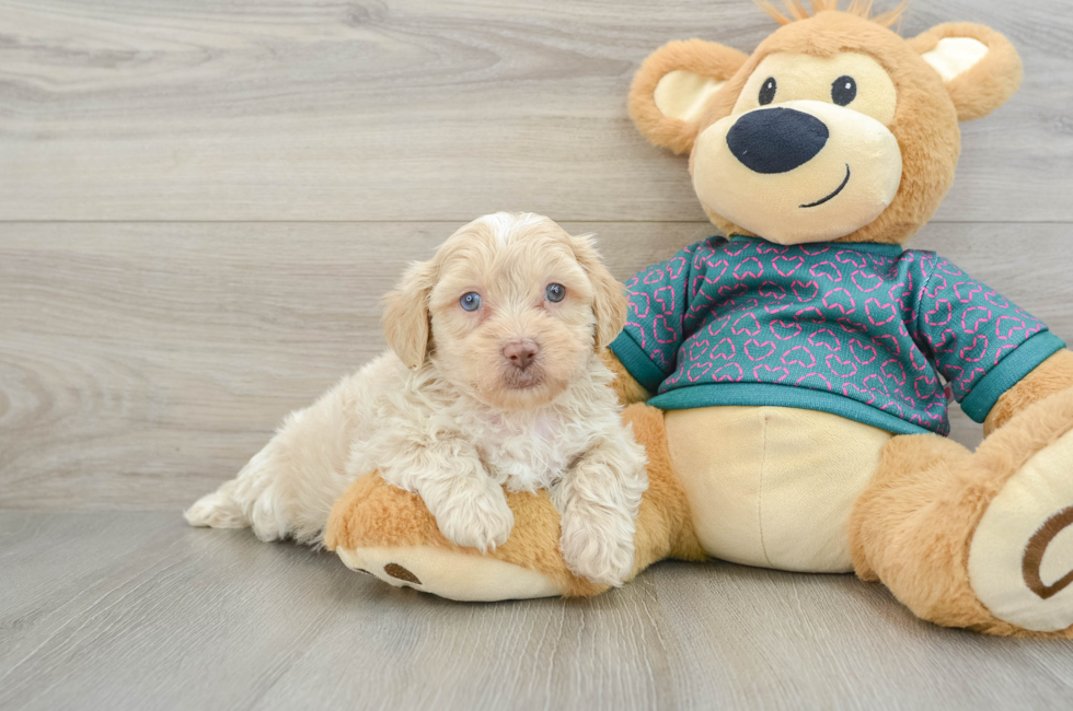 6 week old Shih Poo Puppy For Sale - Premier Pups