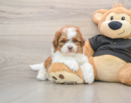 5 week old Shih Poo Puppy For Sale - Premier Pups