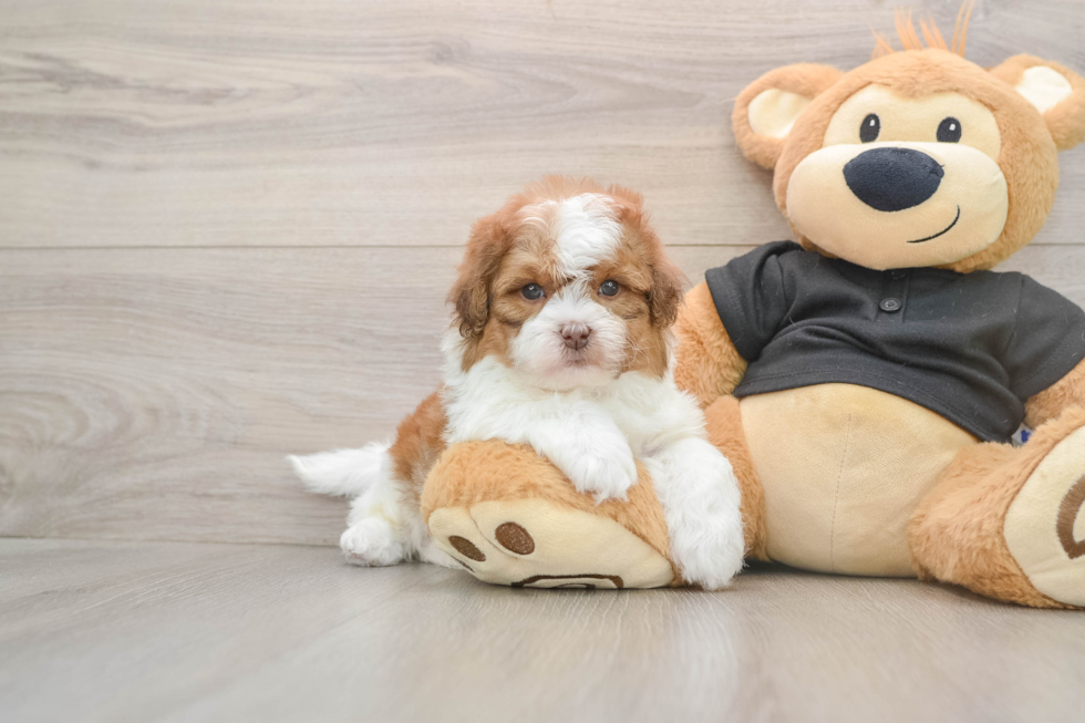 Shih Poo Pup Being Cute