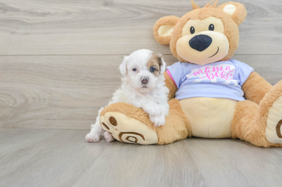 6 week old Shih Poo Puppy For Sale - Premier Pups