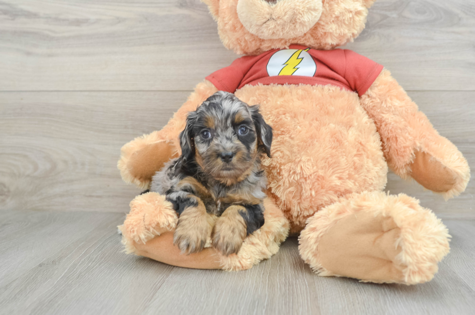 8 week old Shih Poo Puppy For Sale - Premier Pups