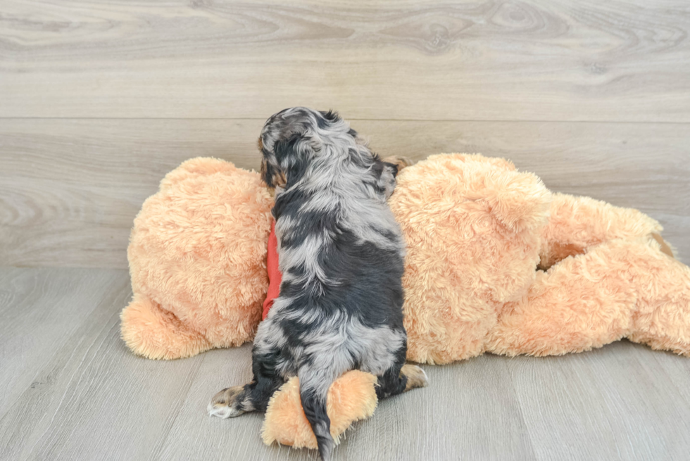 Shih Poo Pup Being Cute