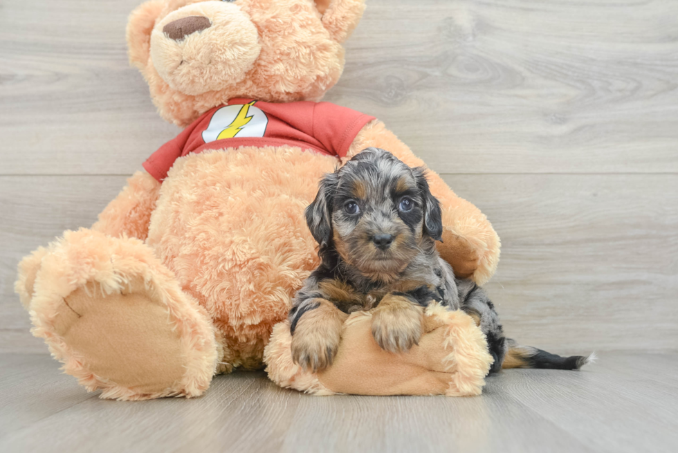 Happy Shih Poo Baby