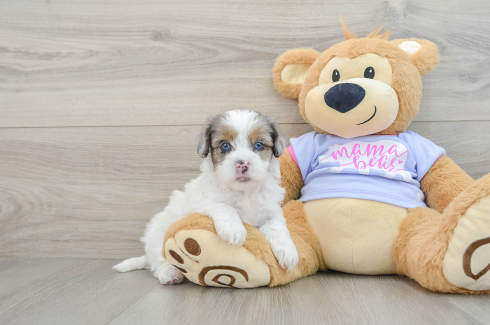 6 week old Shih Poo Puppy For Sale - Premier Pups