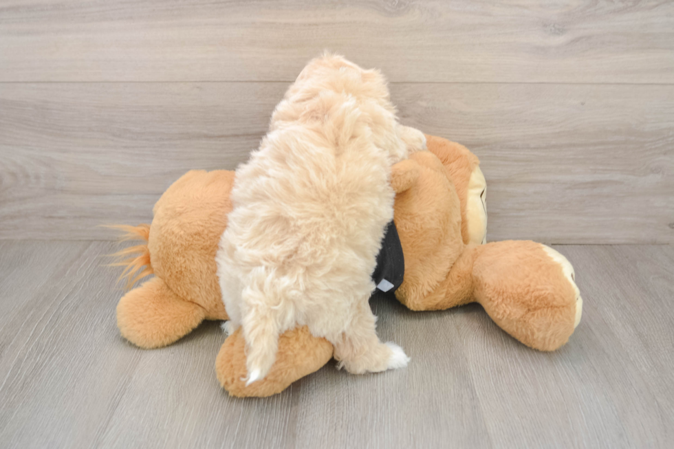 Funny Shih Poo Poodle Mix Pup