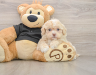 5 week old Shih Poo Puppy For Sale - Premier Pups