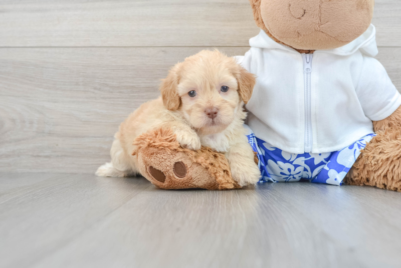 Meet Pez - our Shih Poo Puppy Photo 1/3 - Premier Pups