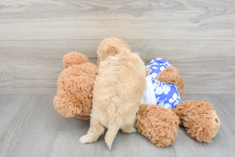 Meet Pez - our Shih Poo Puppy Photo 2/3 - Premier Pups