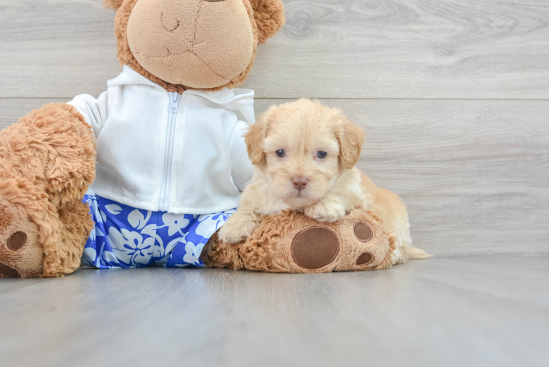 Meet Pez - our Shih Poo Puppy Photo 3/3 - Premier Pups