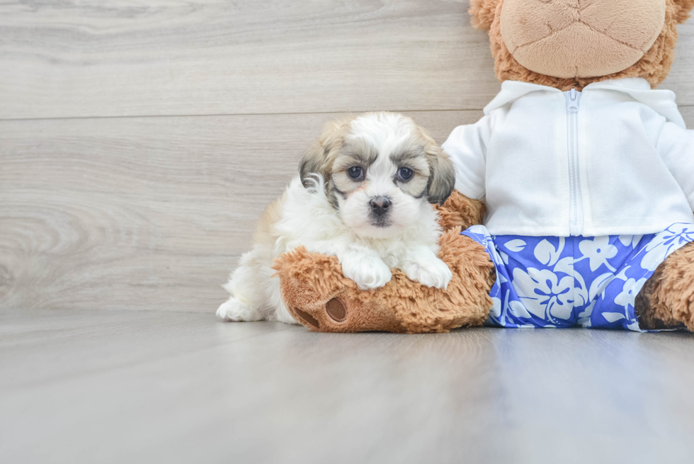 Shih Poo Puppy for Adoption