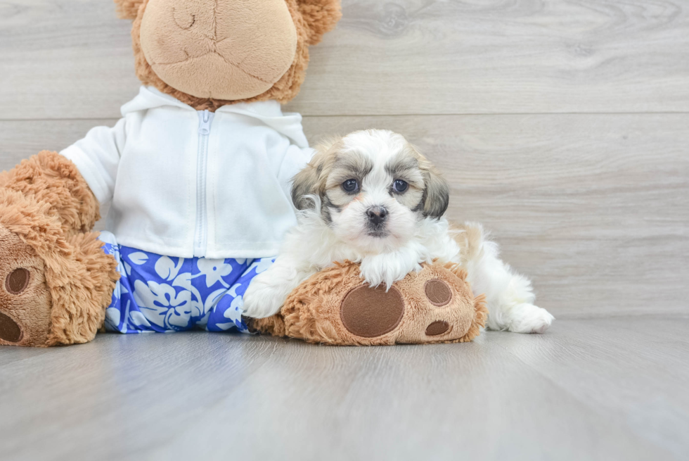 Shih Poo Puppy for Adoption