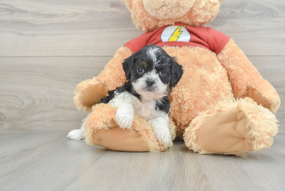 Sweet Shih Poo Baby