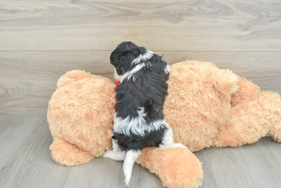 Friendly Shih Poo Baby