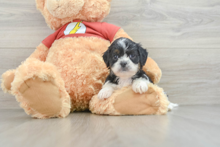 Hypoallergenic Shih Poo Poodle Mix Puppy